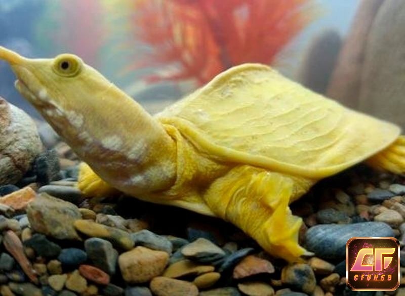 Mơ thấy ba ba màu vàng là điềm báo tốt