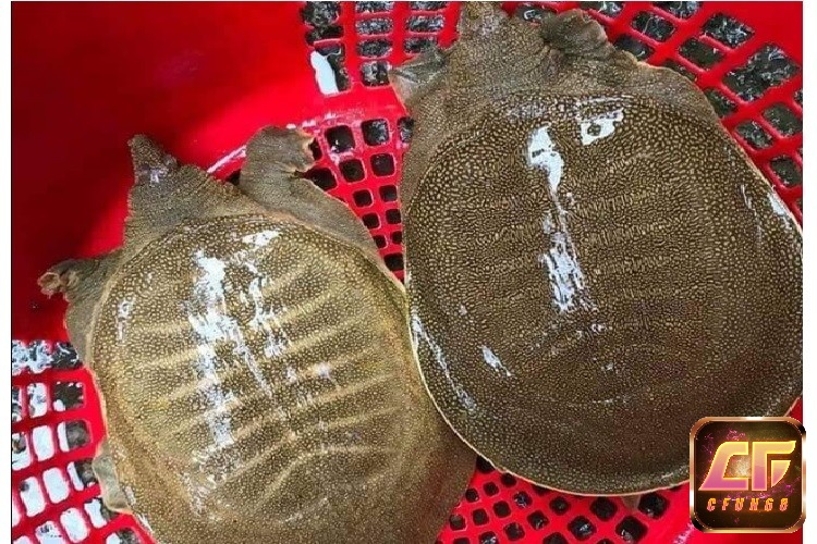 Mơ thấy ba ba đánh đề số nào còn tùy chi tiết giấc mơ